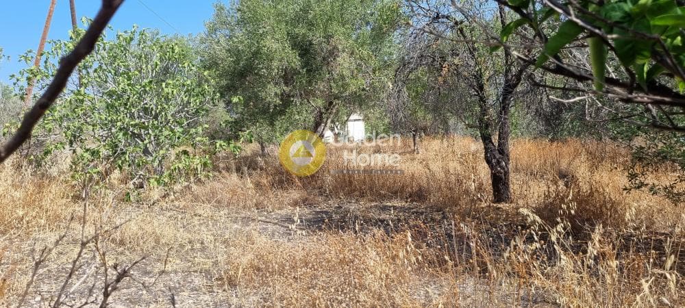 Building Plot in Therma, Aegina — Photo 5 of 7