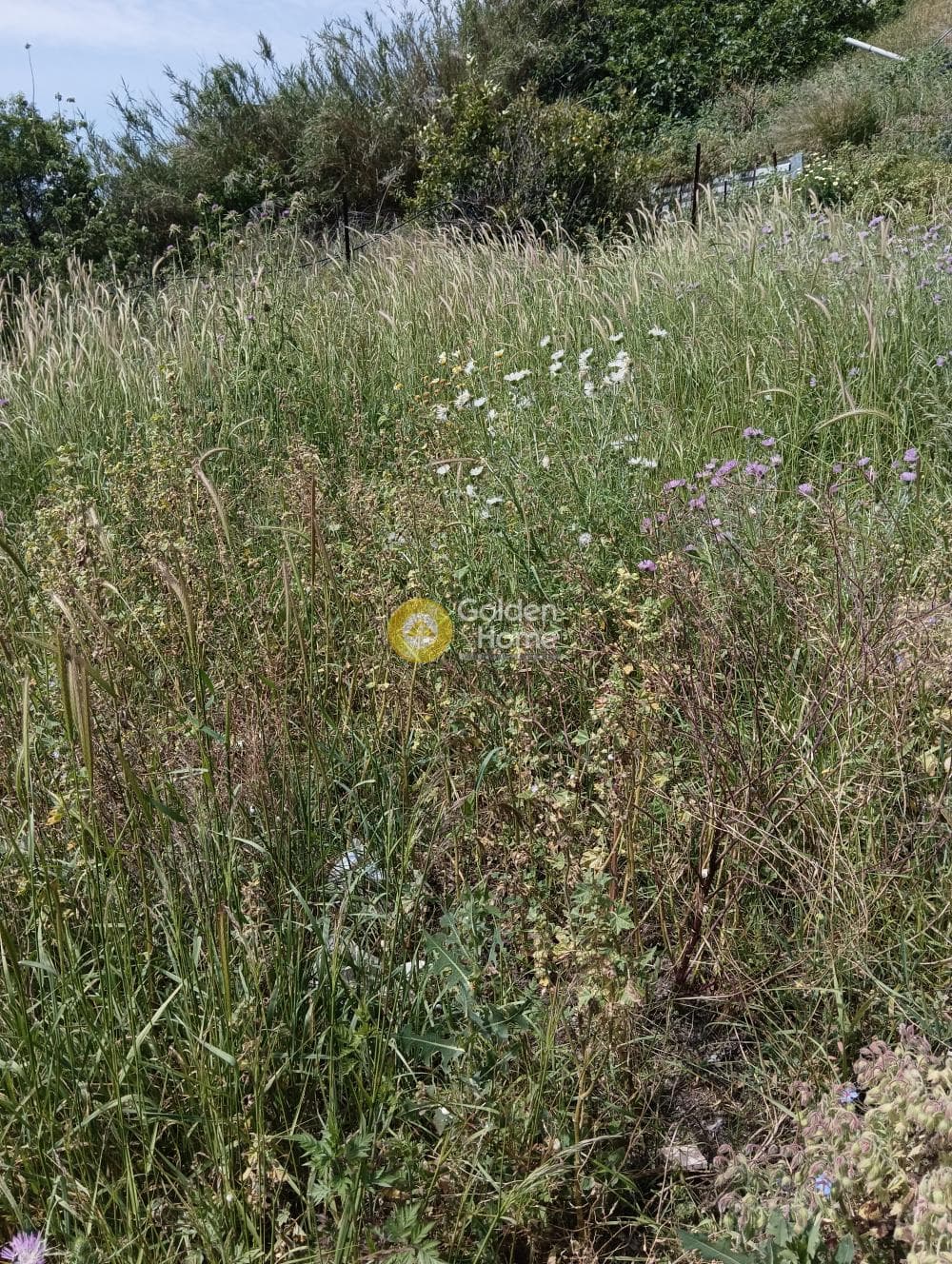 Οικόπεδο στην Δαφνές, Τετραχώρι — Φωτογραφία 3 από 4
