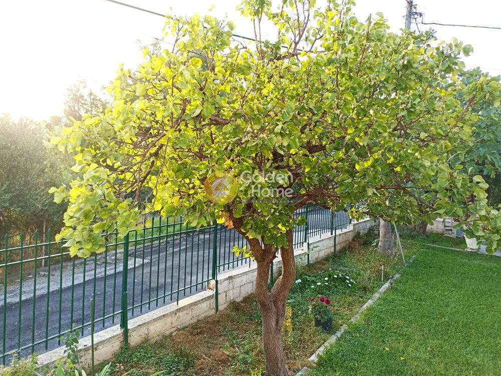 Μονοκατοικία στην Παναγιά, Οινόφυτα — Φωτογραφία 6 από 41