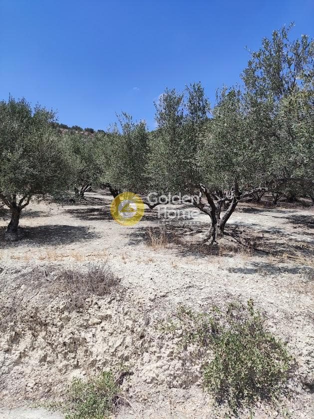 Αγροτεμάχιο στην Φοινικιά, Τέμενος — Φωτογραφία 1 από 7