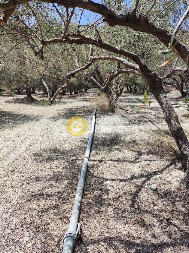 Αγροτεμάχιο στην Φοινικιά, Τέμενος — Φωτογραφία 2 από 7