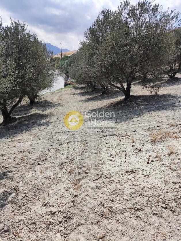 Αγροτεμάχιο στην Φοινικιά, Τέμενος — Φωτογραφία 4 από 7