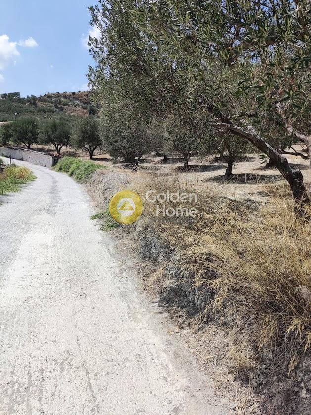 Αγροτεμάχιο στην Φοινικιά, Τέμενος — Φωτογραφία 6 από 7