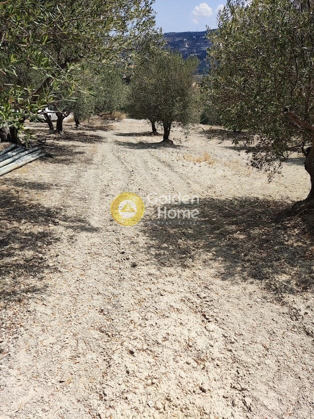 Αγροτεμάχιο στην Φοινικιά, Τέμενος — Φωτογραφία 7 από 7
