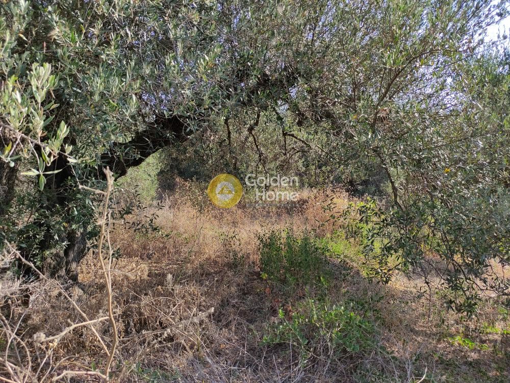 Οικόπεδο στην Κουνάβοι, Αρχάνες — Φωτογραφία 5 από 7