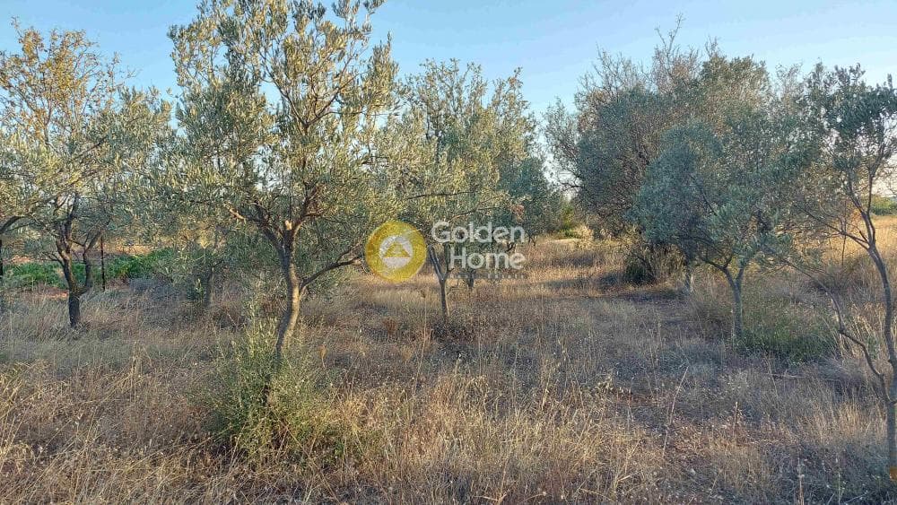 Αγροτεμάχιο στην Καρελλάς, Παιανία — Φωτογραφία 6 από 10