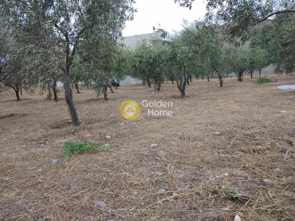 Αγροτεμάχιο στην Μεγάλα Σχοινία Α, Αχαρνές — Φωτογραφία 9 από 12