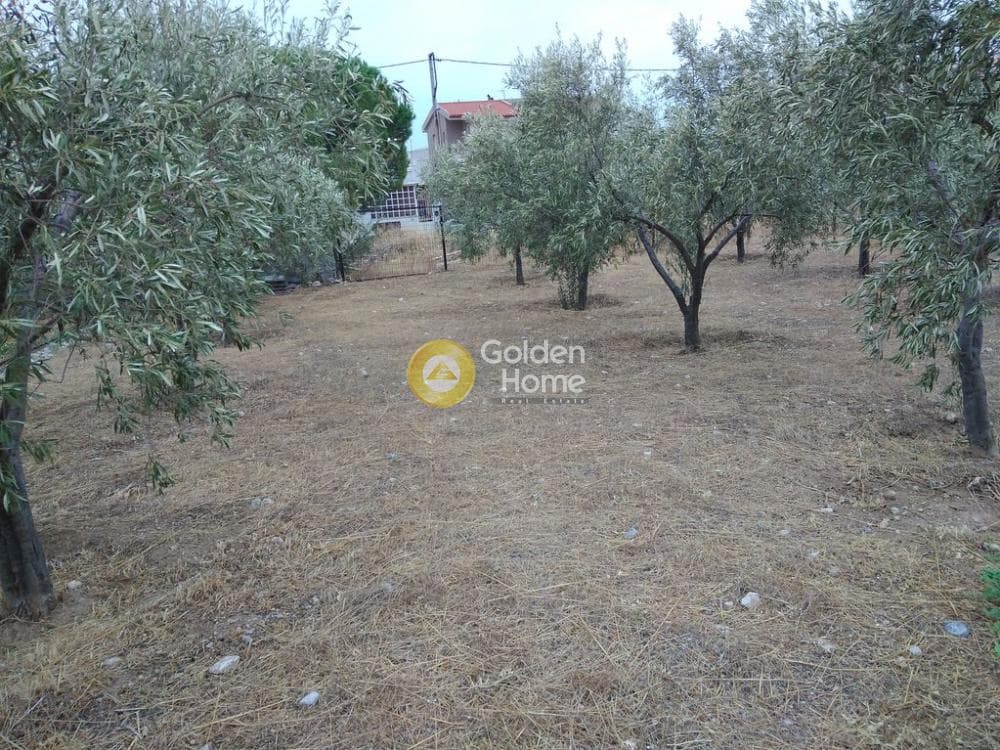 Αγροτεμάχιο στην Μεγάλα Σχοινία Α, Αχαρνές — Φωτογραφία 5 από 12