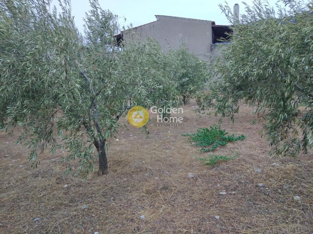 Αγροτεμάχιο στην Μεγάλα Σχοινία Α, Αχαρνές — Φωτογραφία 10 από 12