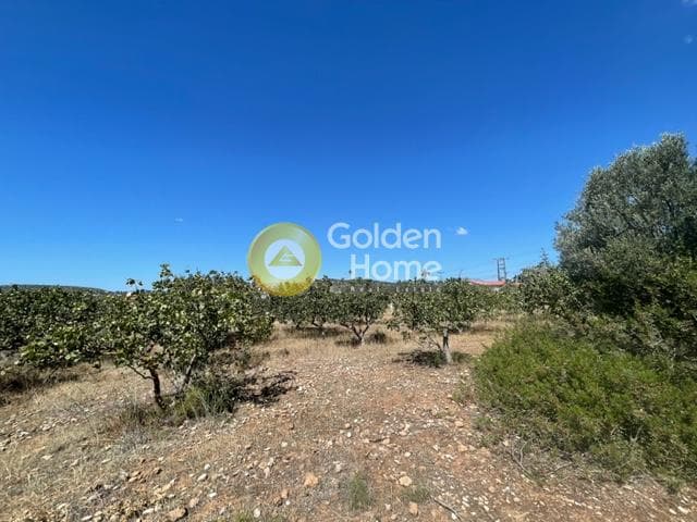 Parcel in Lamprika, Koropi — Photo 3 of 5