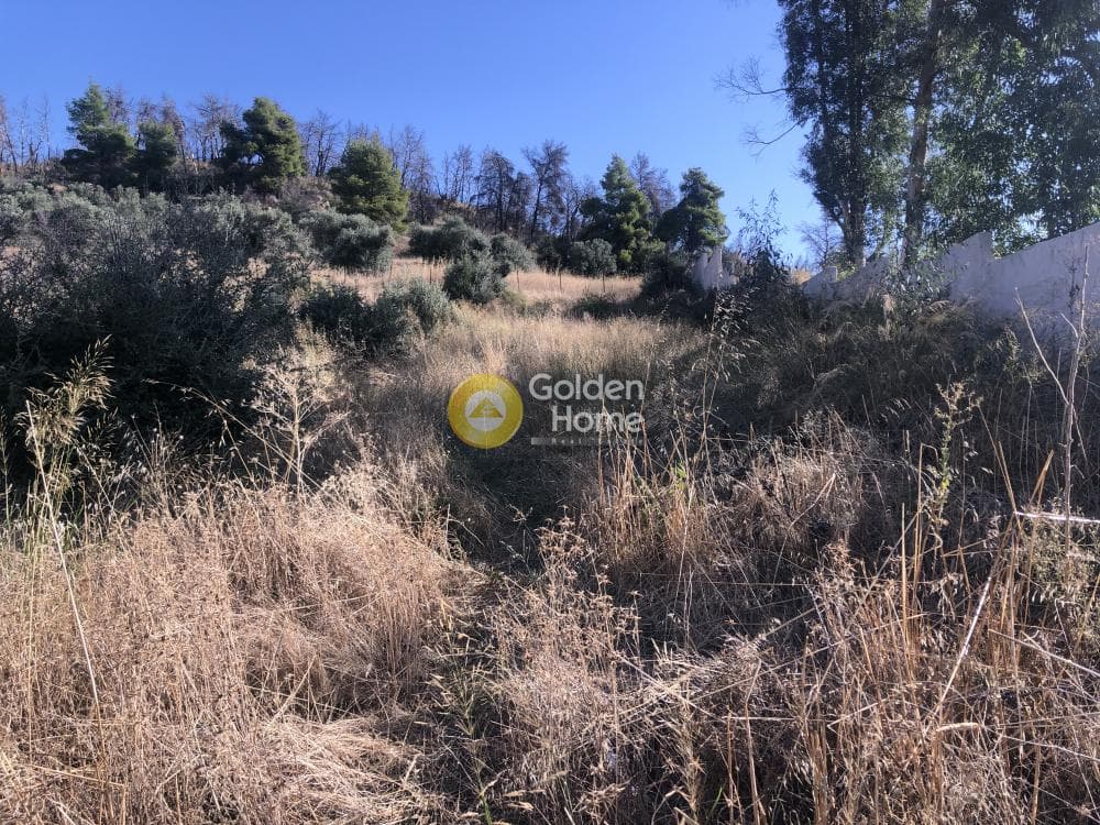 Building Plot in Stathmos Afidnon, Afidnes — Photo 6 of 7
