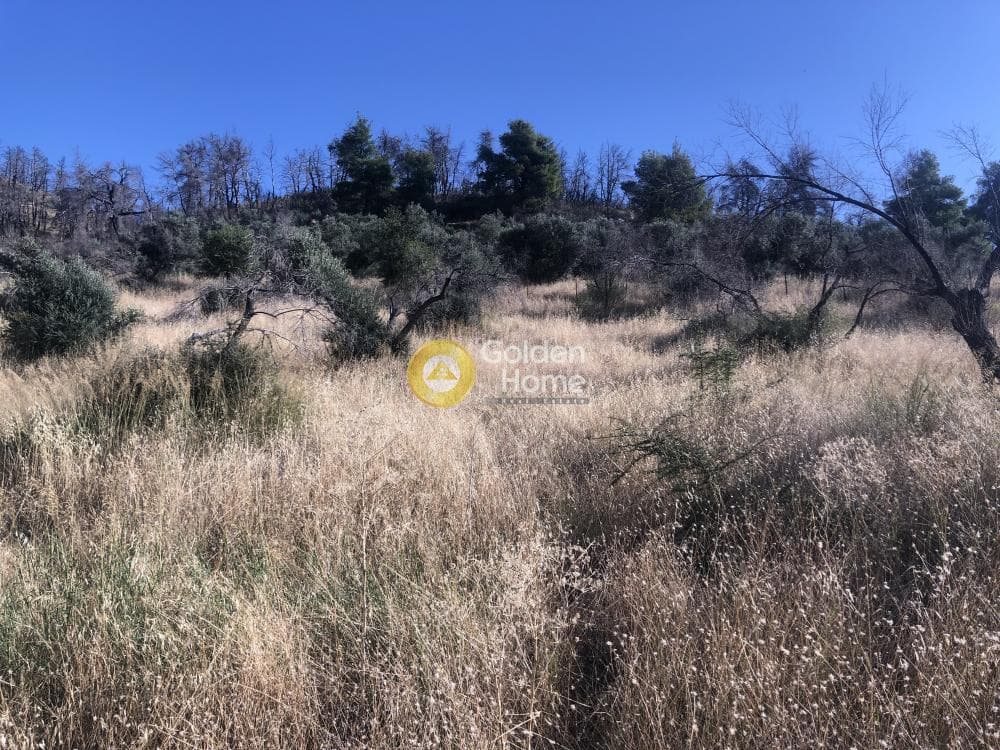 Building Plot in Stathmos Afidnon, Afidnes — Photo 3 of 7