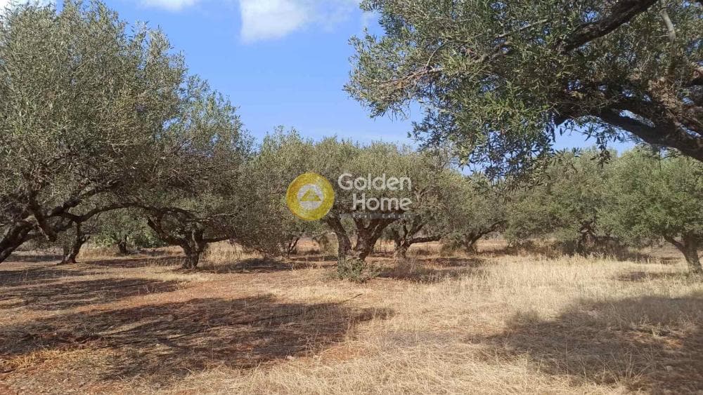 Οικόπεδο στην Αγία Πελαγία, Γούβες — Φωτογραφία 2 από 2