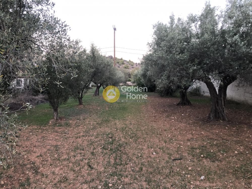 Αγροτεμάχιο στην Ψιλή Άμμος, Σαλαμίνα — Φωτογραφία 2 από 3