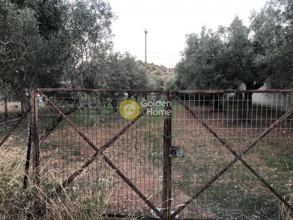 Αγροτεμάχιο στην Ψιλή Άμμος, Σαλαμίνα — Φωτογραφία 3 από 3