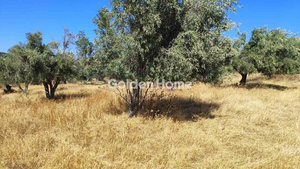 Parcel in Neapoli, Spata — Photo 3 of 13