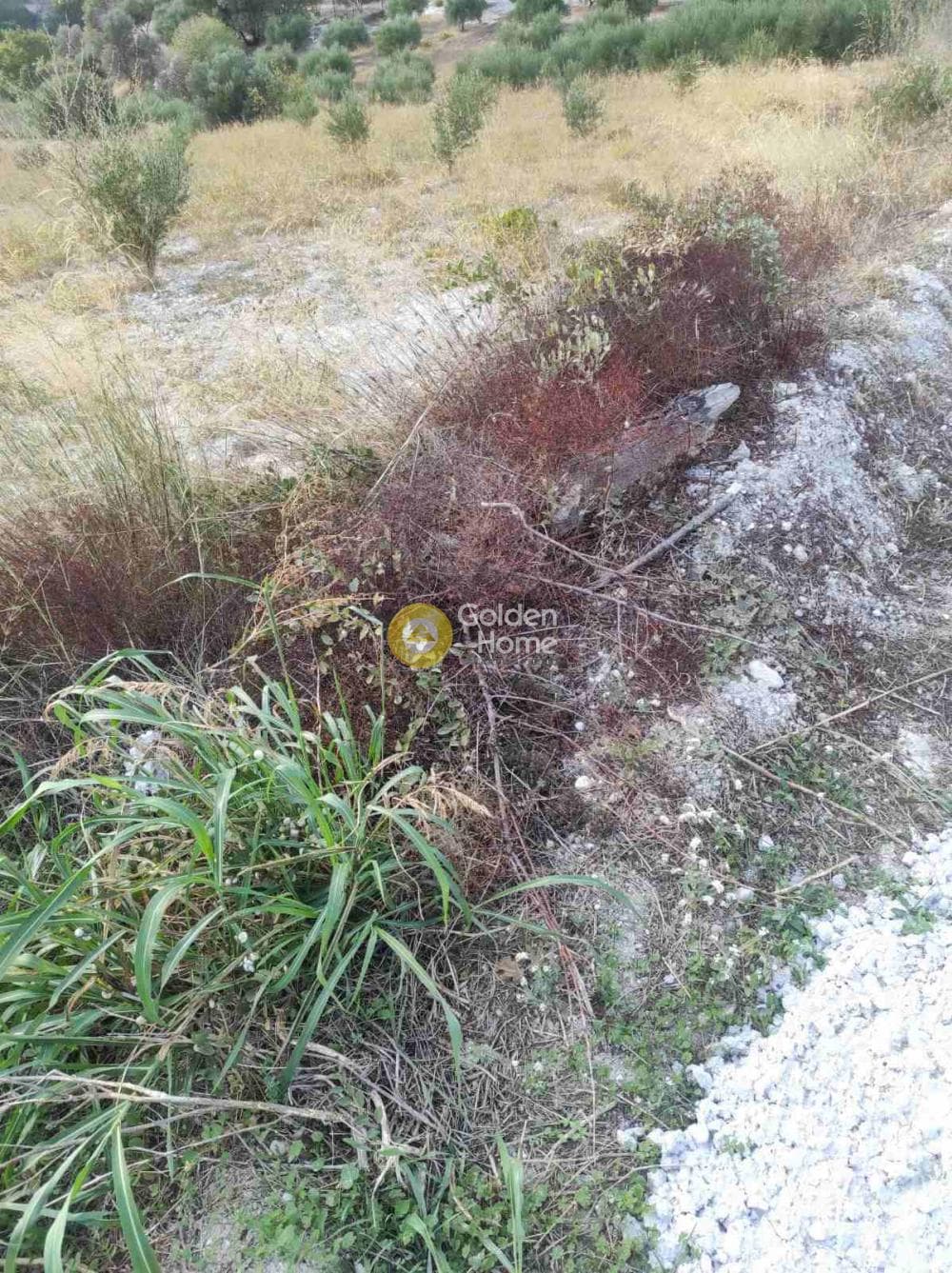 Αγροτεμάχιο στην Κιθαρίδα, Τετραχώρι — Φωτογραφία 1 από 4