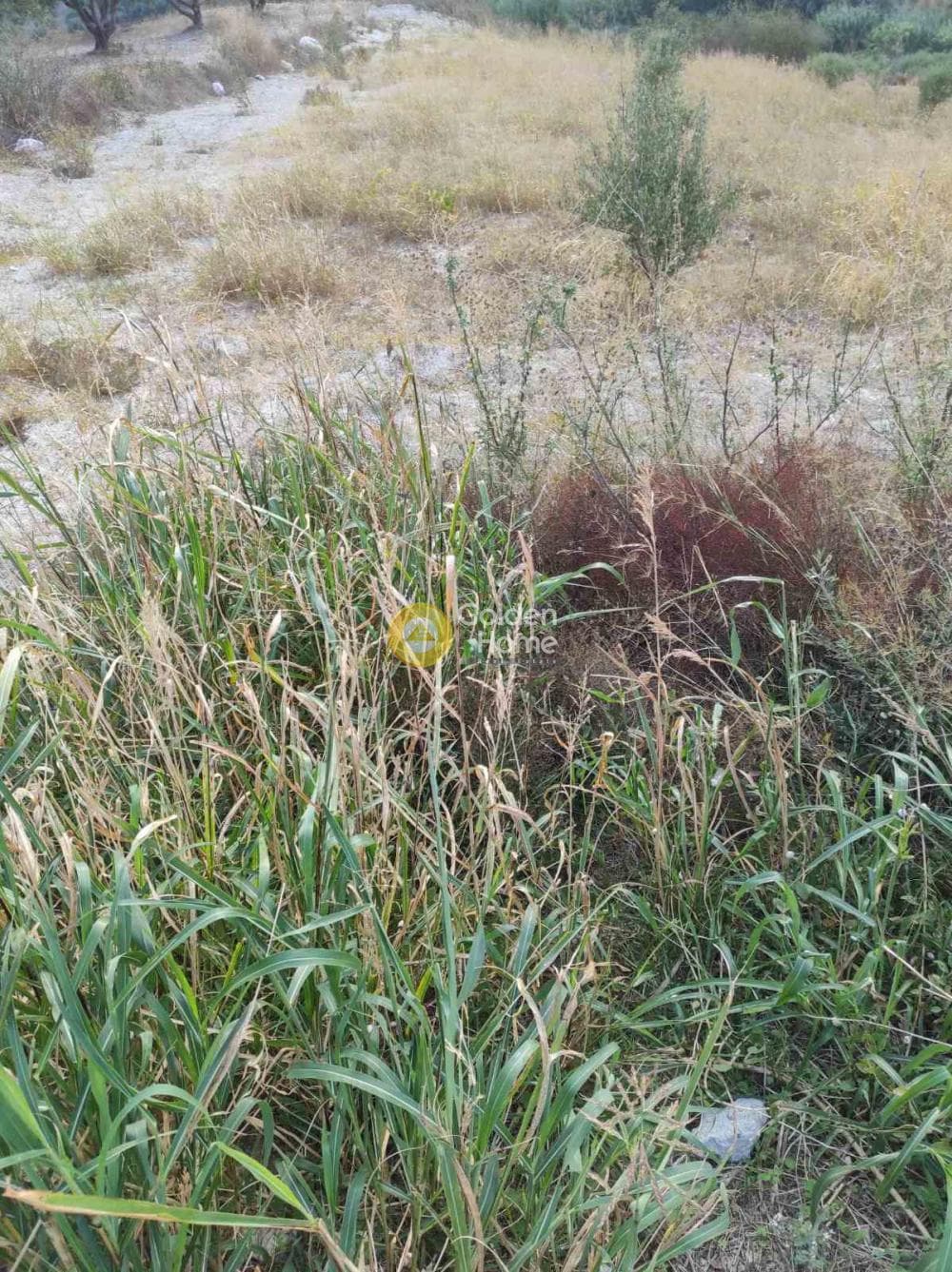 Αγροτεμάχιο στην Κιθαρίδα, Τετραχώρι — Φωτογραφία 4 από 4