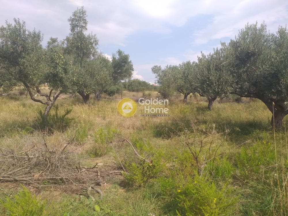 Building Plot in Center, Markopoulo — Photo 2 of 5