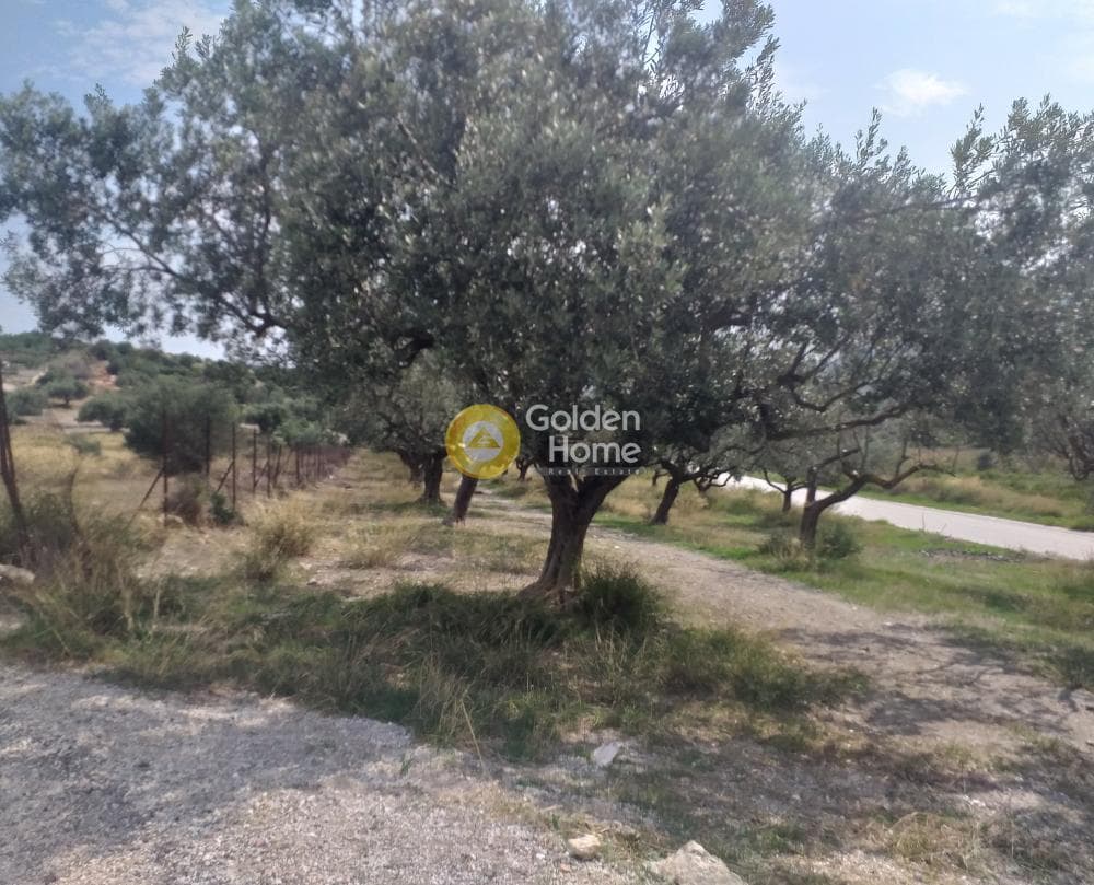 Building Plot in Center, Markopoulo — Photo 5 of 5