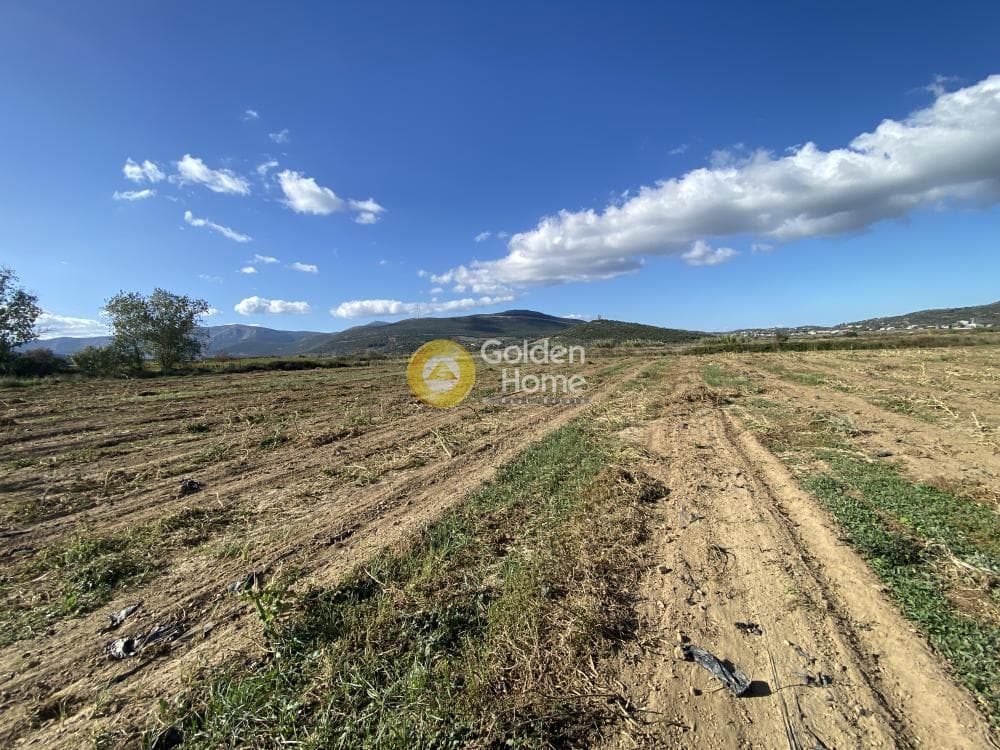 Parcel in Krieza, Distos — Photo 4 of 12