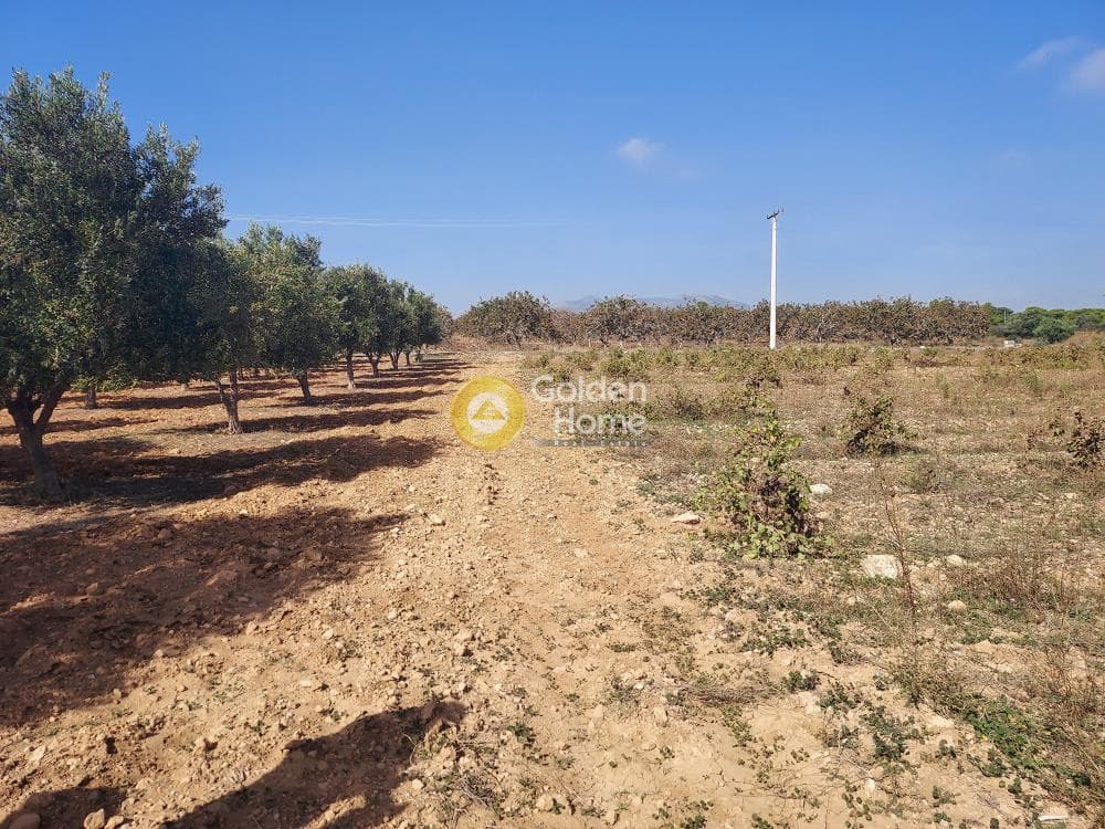 Αγροτεμάχιο στην Άγιος Σεραφείμ, Αρτέμιδα (Λούτσα) — Φωτογραφία 2 από 4