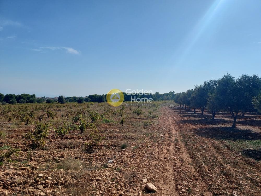 Αγροτεμάχιο στην Άγιος Σεραφείμ, Αρτέμιδα (Λούτσα) — Φωτογραφία 1 από 4