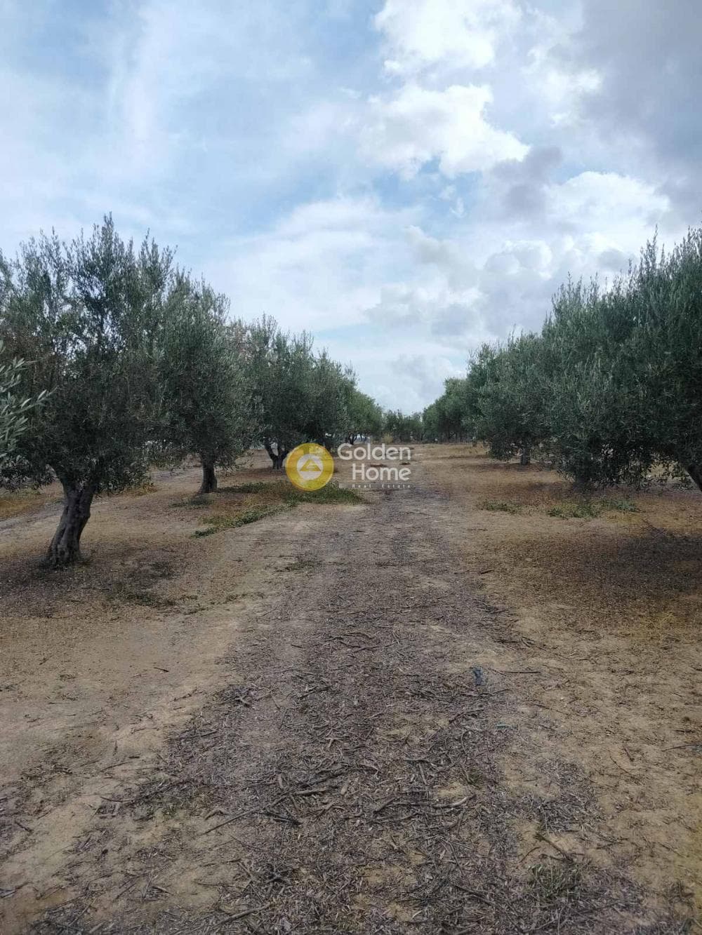 Αγροτεμάχιο στην Κάτω Καλέσια, Τέμενος — Φωτογραφία 3 από 7