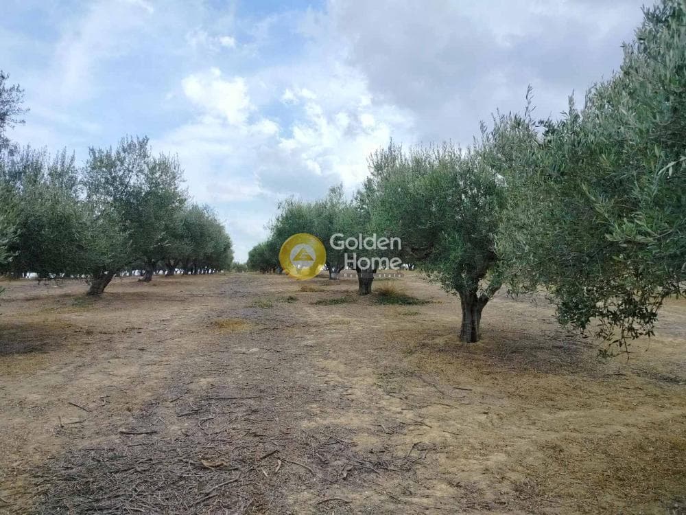 Αγροτεμάχιο στην Κάτω Καλέσια, Τέμενος — Φωτογραφία 6 από 7