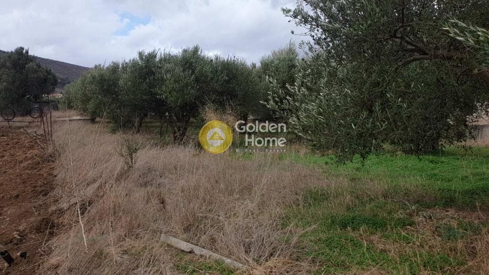 Οικόπεδο στην Αυγενική, Τετραχώρι — Φωτογραφία 1 από 5