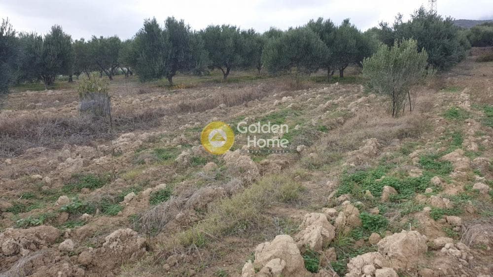 Οικόπεδο στην Αυγενική, Τετραχώρι — Φωτογραφία 3 από 5