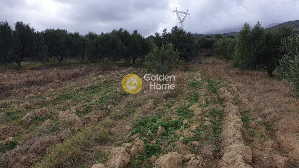 Οικόπεδο στην Αυγενική, Τετραχώρι — Φωτογραφία 5 από 5