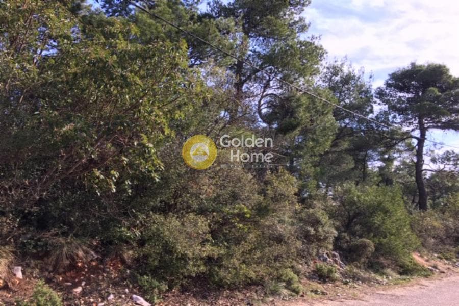 Οικόπεδο στην Αυγή, Αφίδνες — Φωτογραφία 1 από 2