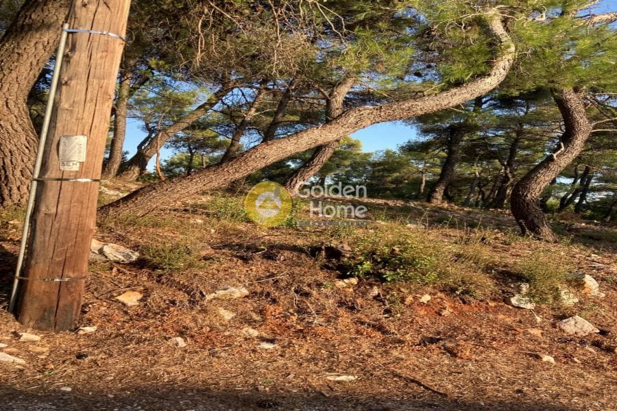 Οικόπεδο στην Αυγή, Αφίδνες — Φωτογραφία 2 από 2