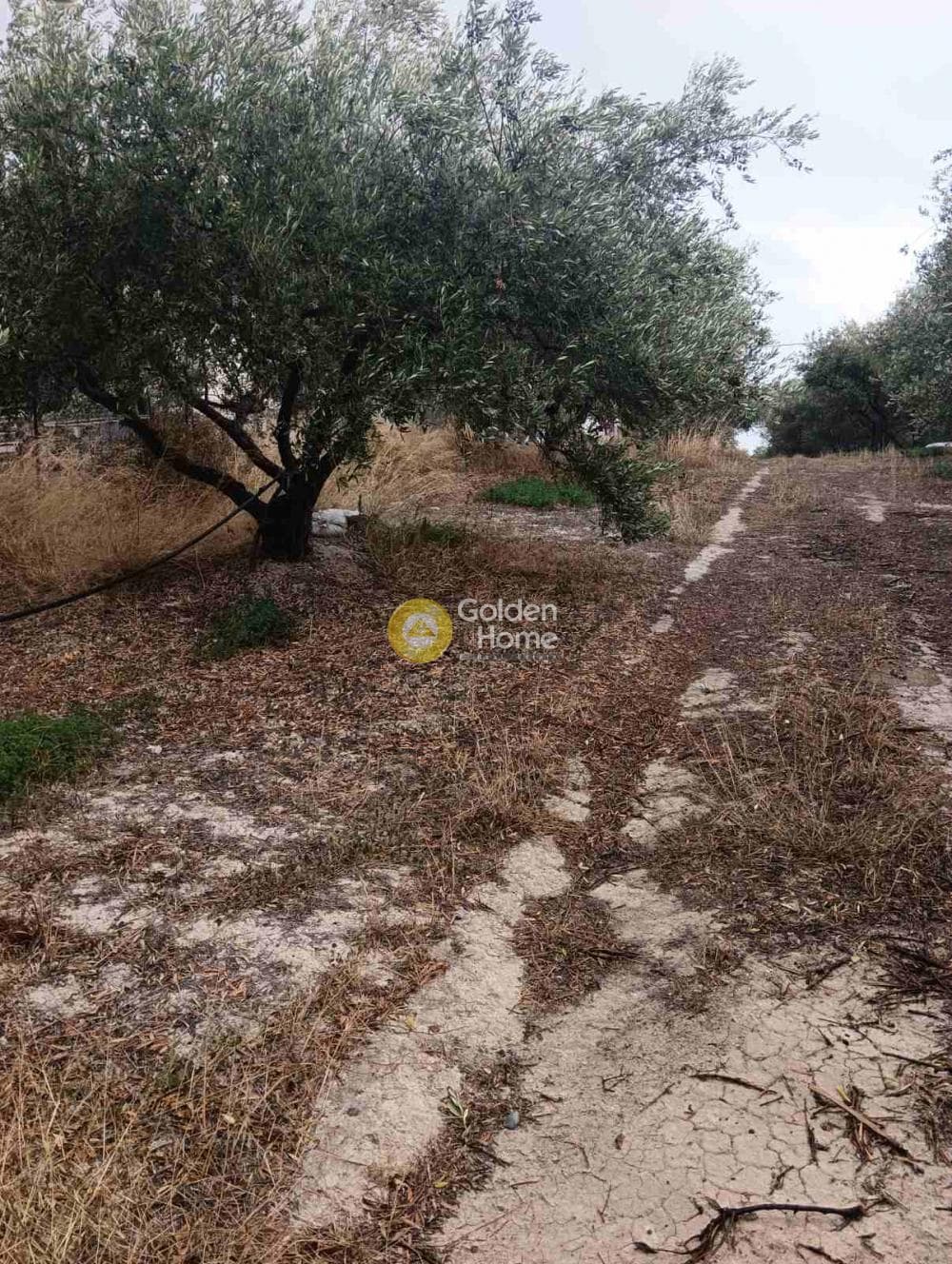 Οικόπεδο στην Βούτες, Τέμενος — Φωτογραφία 10 από 21