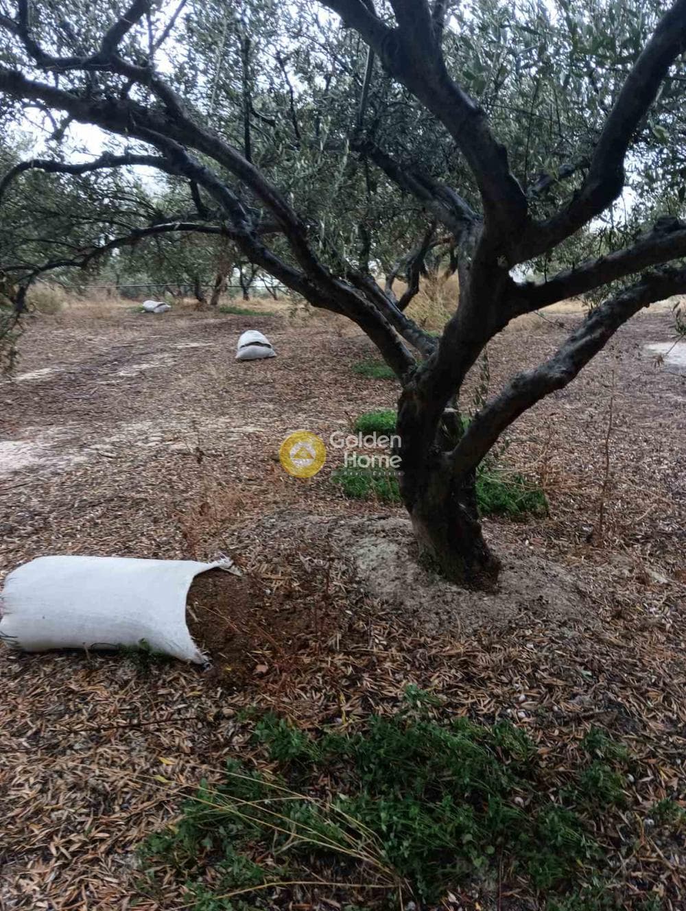 Οικόπεδο στην Βούτες, Τέμενος — Φωτογραφία 11 από 21