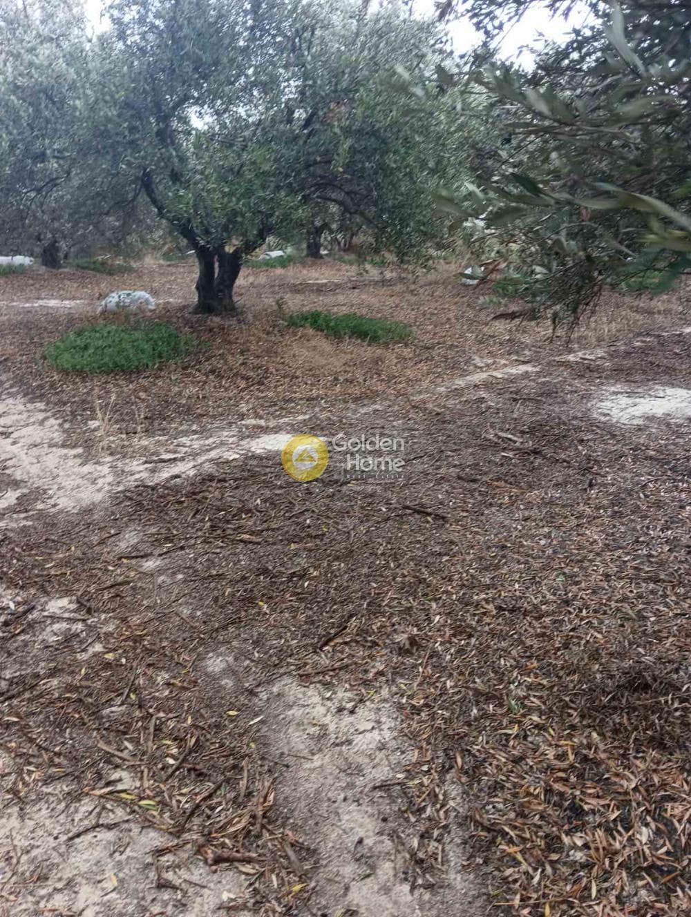 Οικόπεδο στην Βούτες, Τέμενος — Φωτογραφία 9 από 21