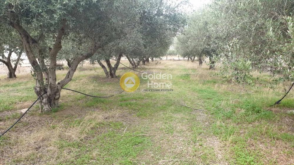 Οικόπεδο στην Αυγενική, Τετραχώρι — Φωτογραφία 1 από 2