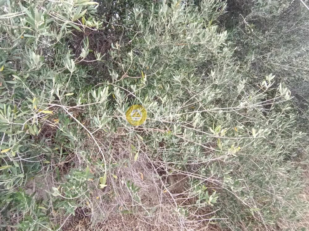 Building Plot in Agios Ioannis Knossou, Heraclion Cretes — Photo 3 of 3