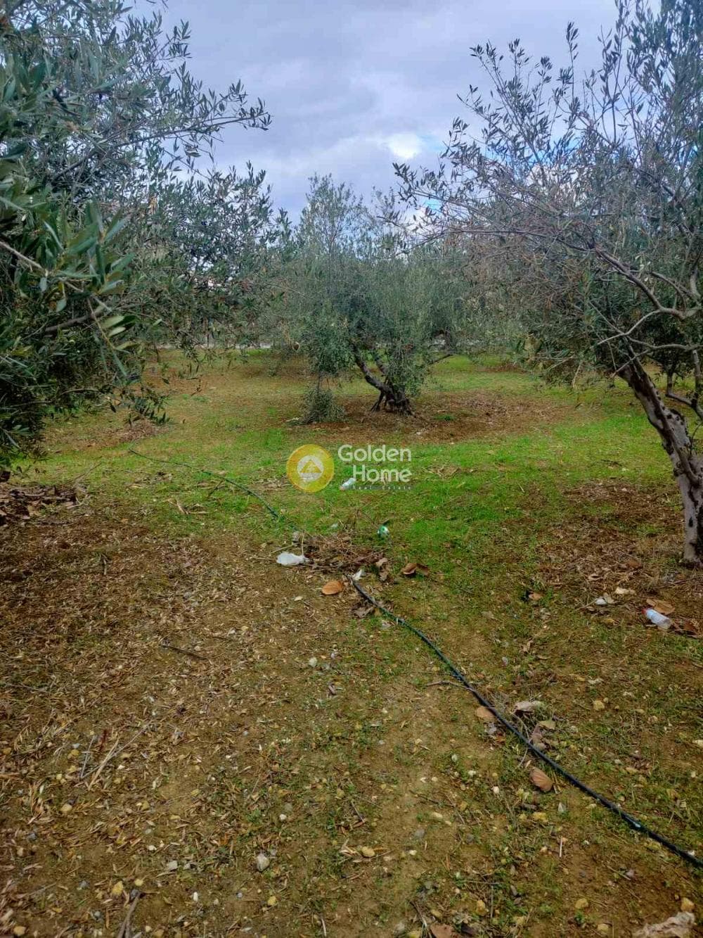 Αγροτεμάχιο στην Ροδιά, Γάζι — Φωτογραφία 2 από 5