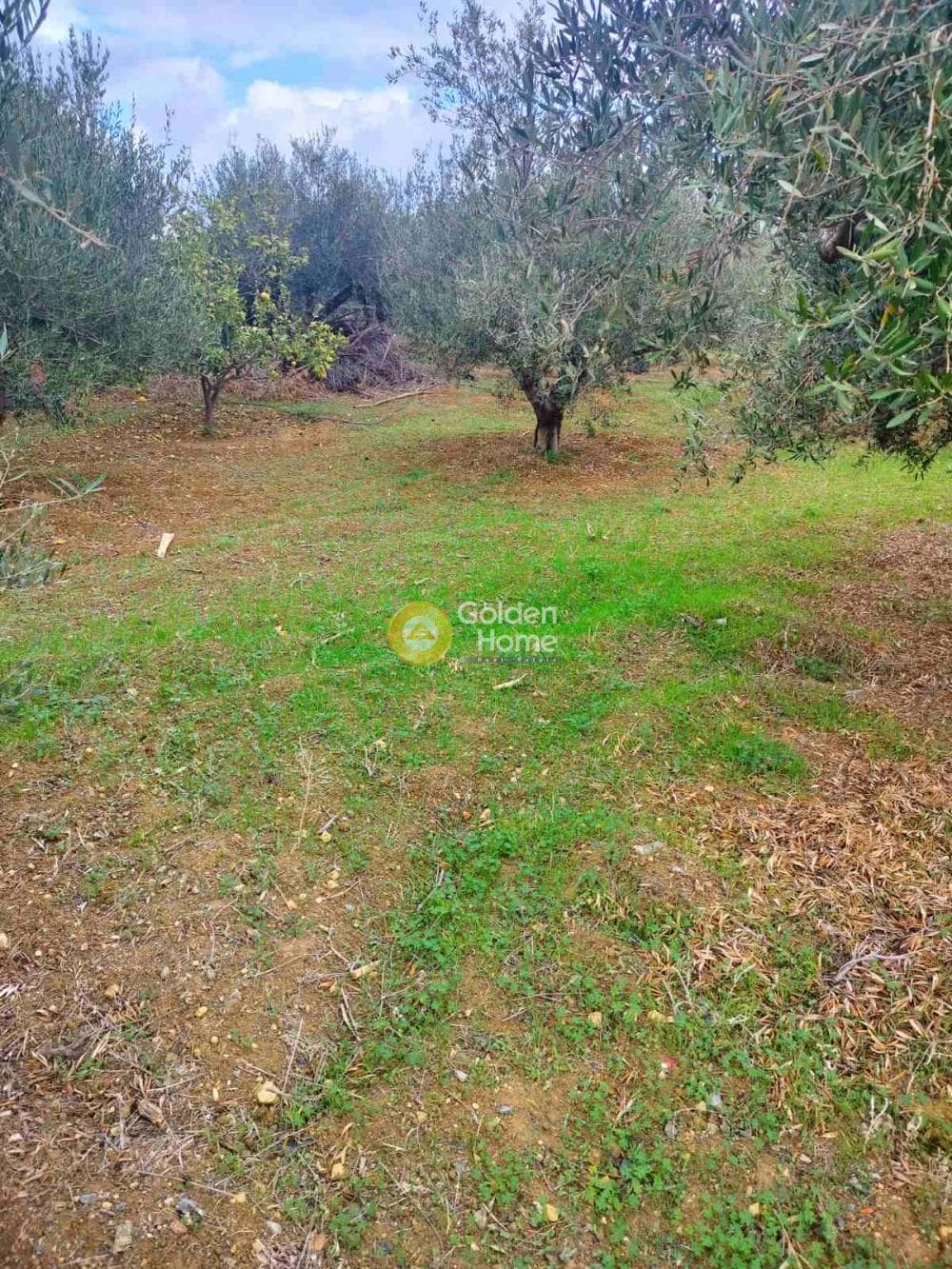 Αγροτεμάχιο στην Ροδιά, Γάζι — Φωτογραφία 3 από 5