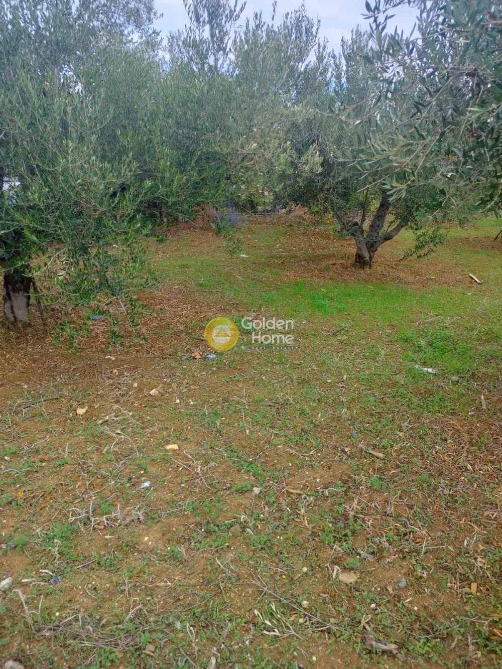 Αγροτεμάχιο στην Ροδιά, Γάζι — Φωτογραφία 4 από 5