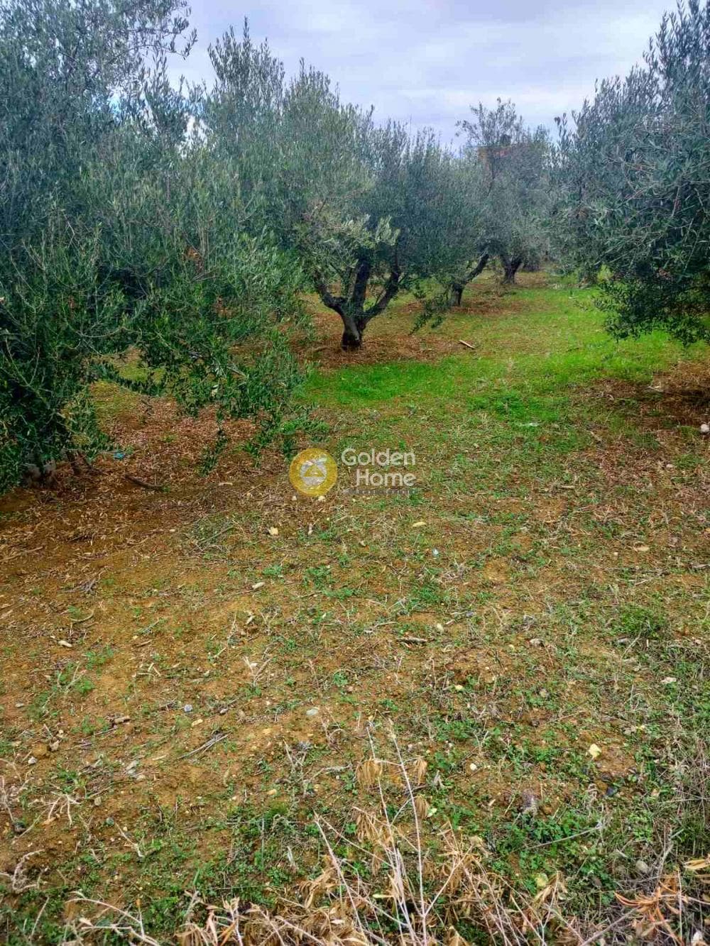 Αγροτεμάχιο στην Ροδιά, Γάζι — Φωτογραφία 5 από 5