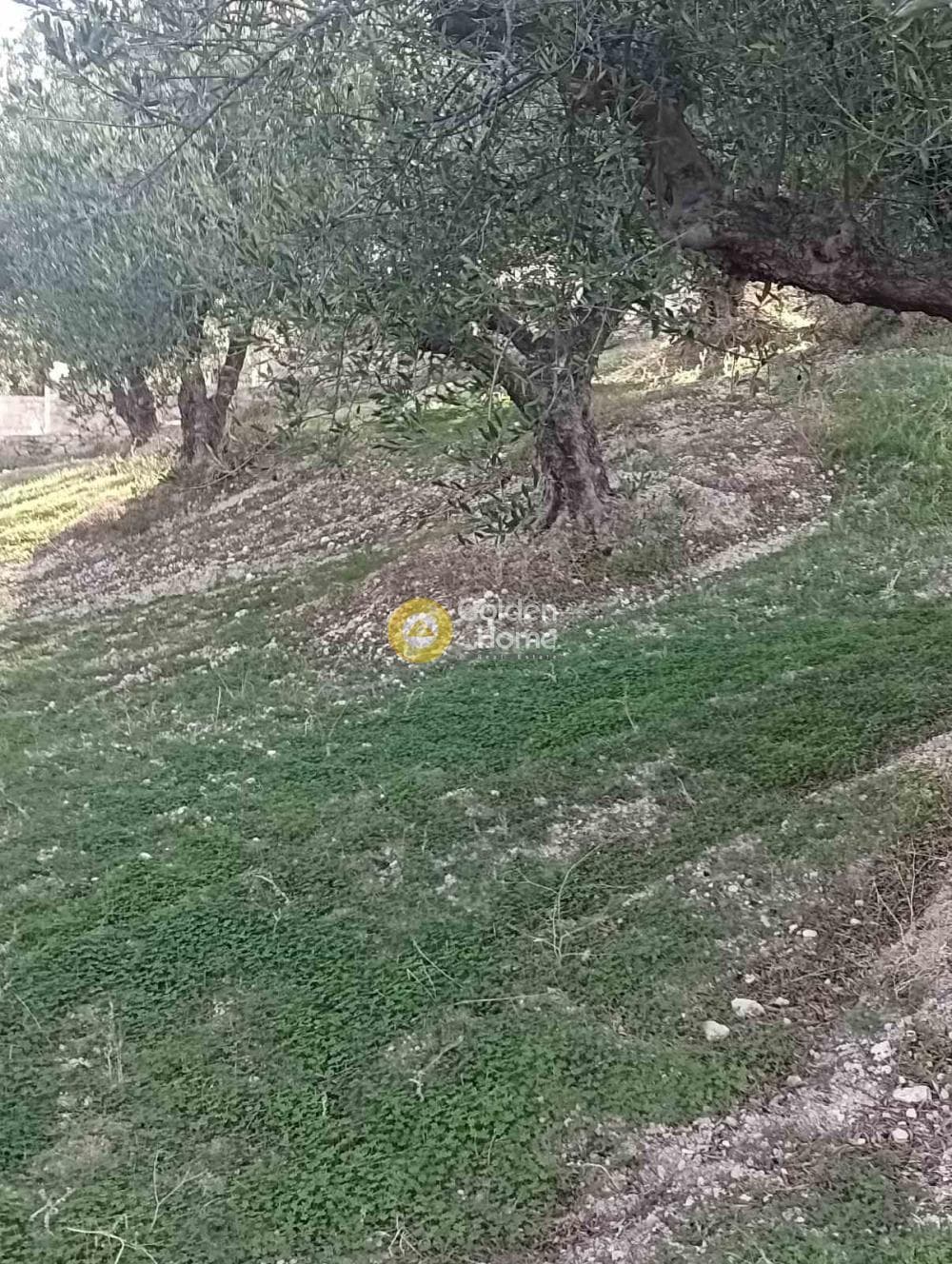 Οικόπεδο στην Κουνάβοι, Αρχάνες — Φωτογραφία 4 από 19