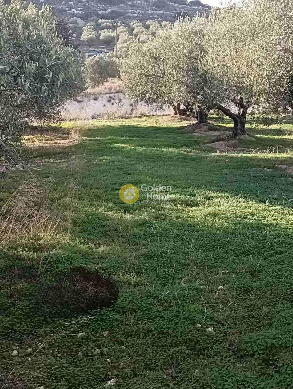 Οικόπεδο στην Κουνάβοι, Αρχάνες — Φωτογραφία 9 από 19
