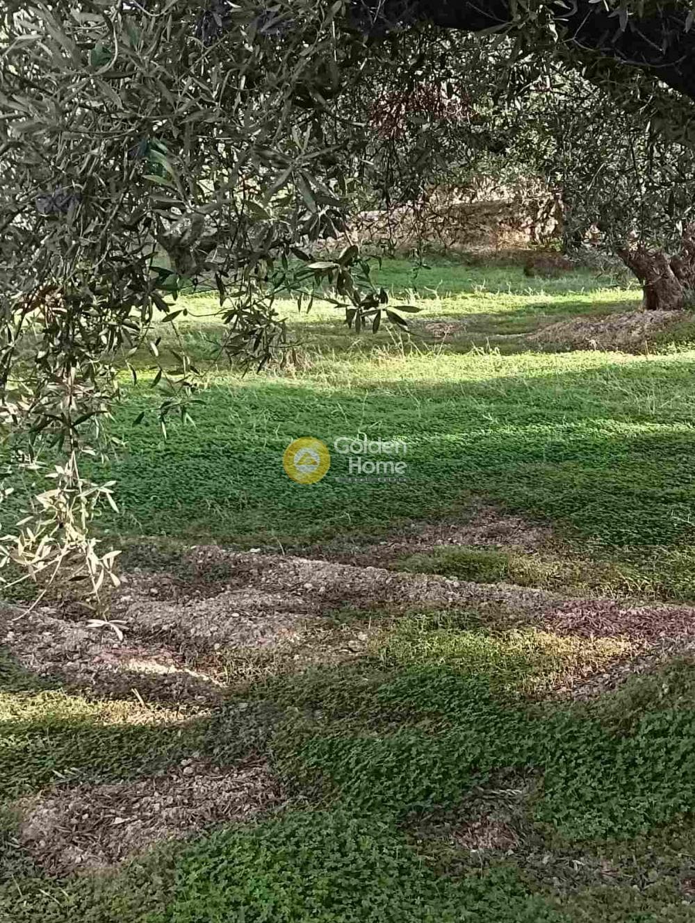 Οικόπεδο στην Κουνάβοι, Αρχάνες — Φωτογραφία 8 από 19