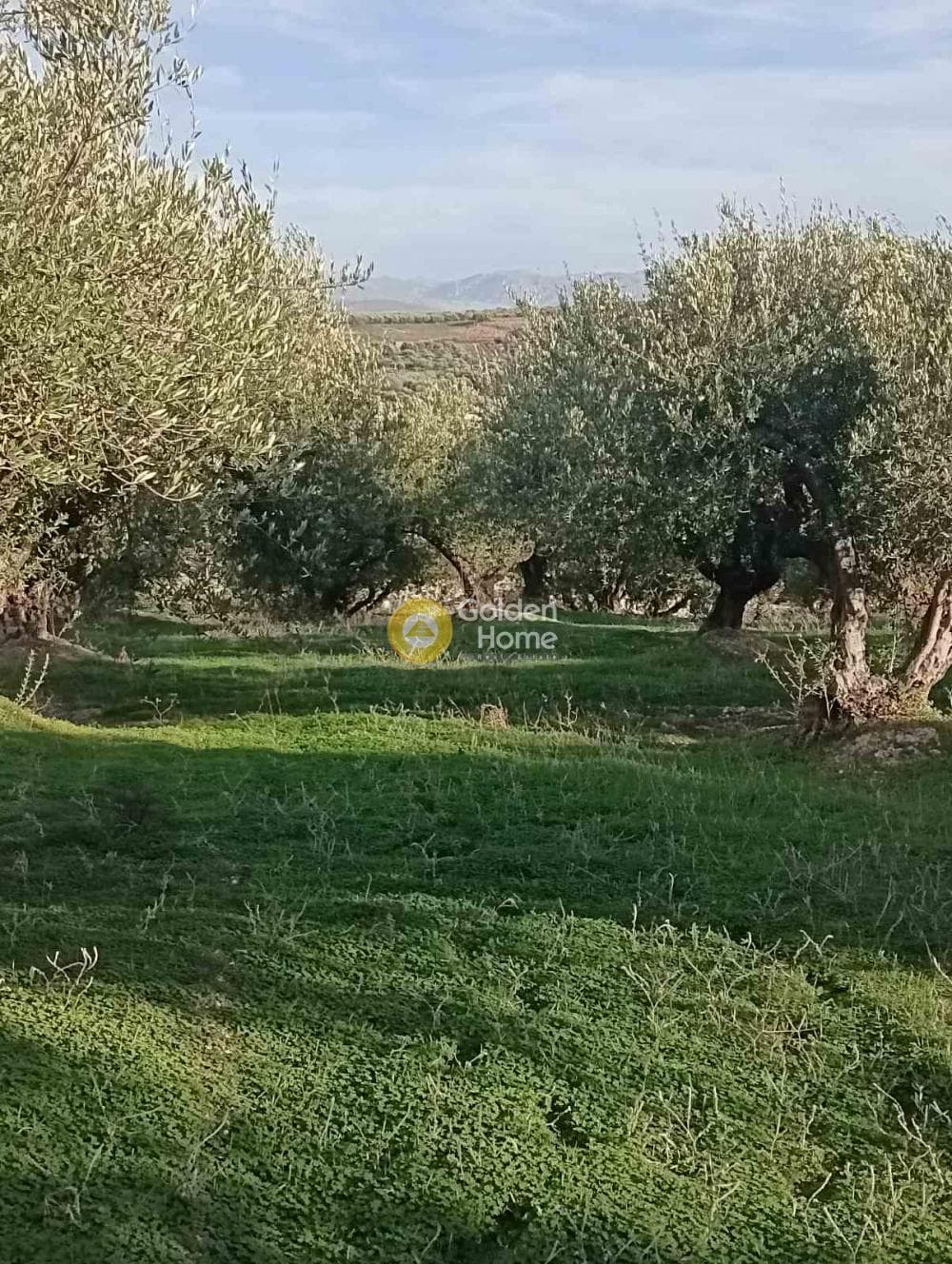 Οικόπεδο στην Κουνάβοι, Αρχάνες — Φωτογραφία 13 από 19