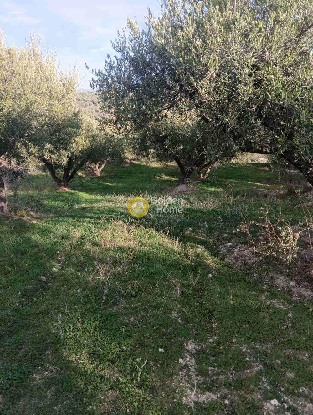 Οικόπεδο στην Κουνάβοι, Αρχάνες — Φωτογραφία 16 από 19