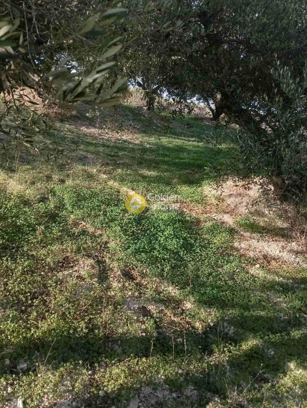 Οικόπεδο στην Κουνάβοι, Αρχάνες — Φωτογραφία 18 από 19