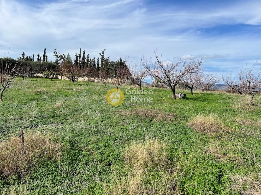 Οικόπεδο στην Φοινικιά, Τέμενος — Φωτογραφία 2 από 4